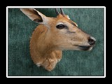 Duiker