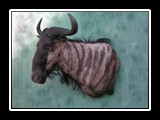 Gnu,