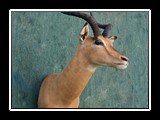 Impala