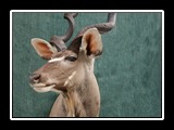 Kudu