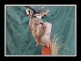 Kudu