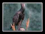 Kormoran