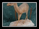 Dik-dik