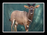 Nyala